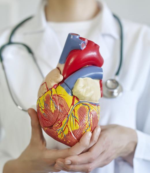 Doctor Holding a human heart model